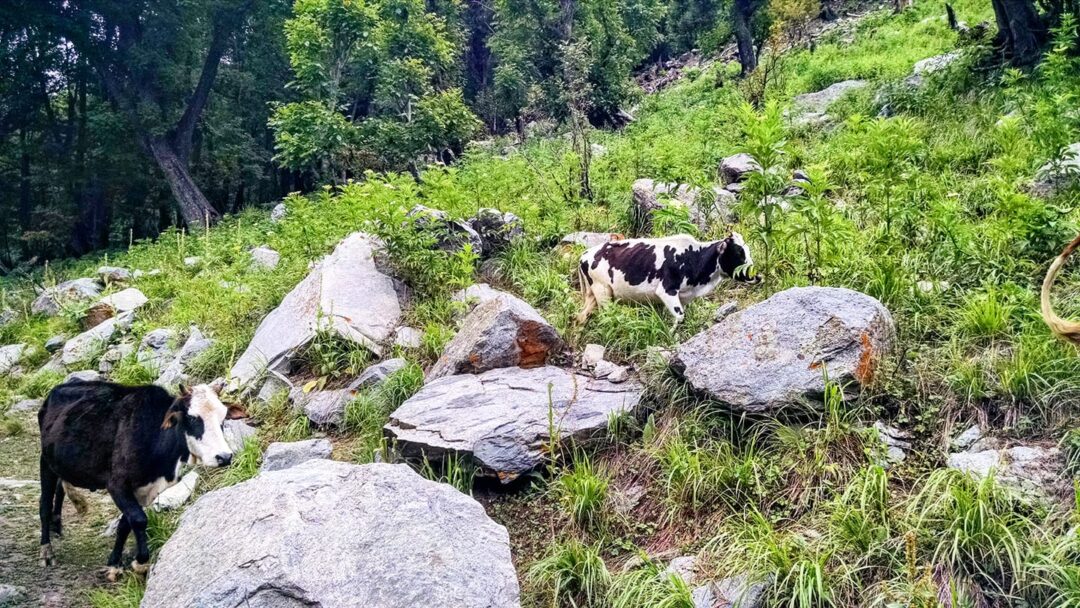 When the environment is natural, cows look even better. These beautiful landscapes are of the Kumrat Valley, which is located in the upper Dir region on the Celsius of the Hindu Kush. Tourists from all over the country visit here every year.