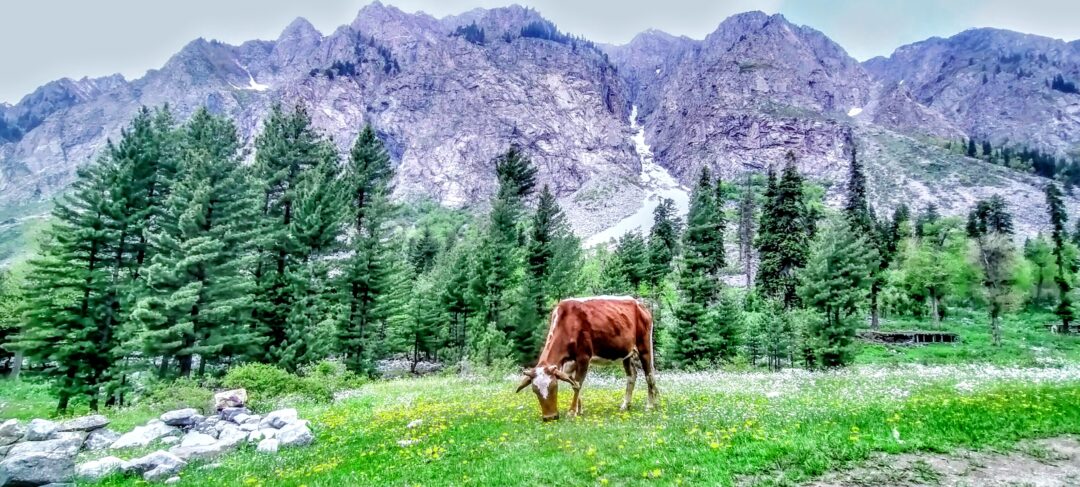 🏞️ Upper Dir to Kumrat Valley 3 Days 2 Nights Family Private Tour Package 🚙✨ - Image 11