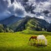 Shogran Family Private Tour Package